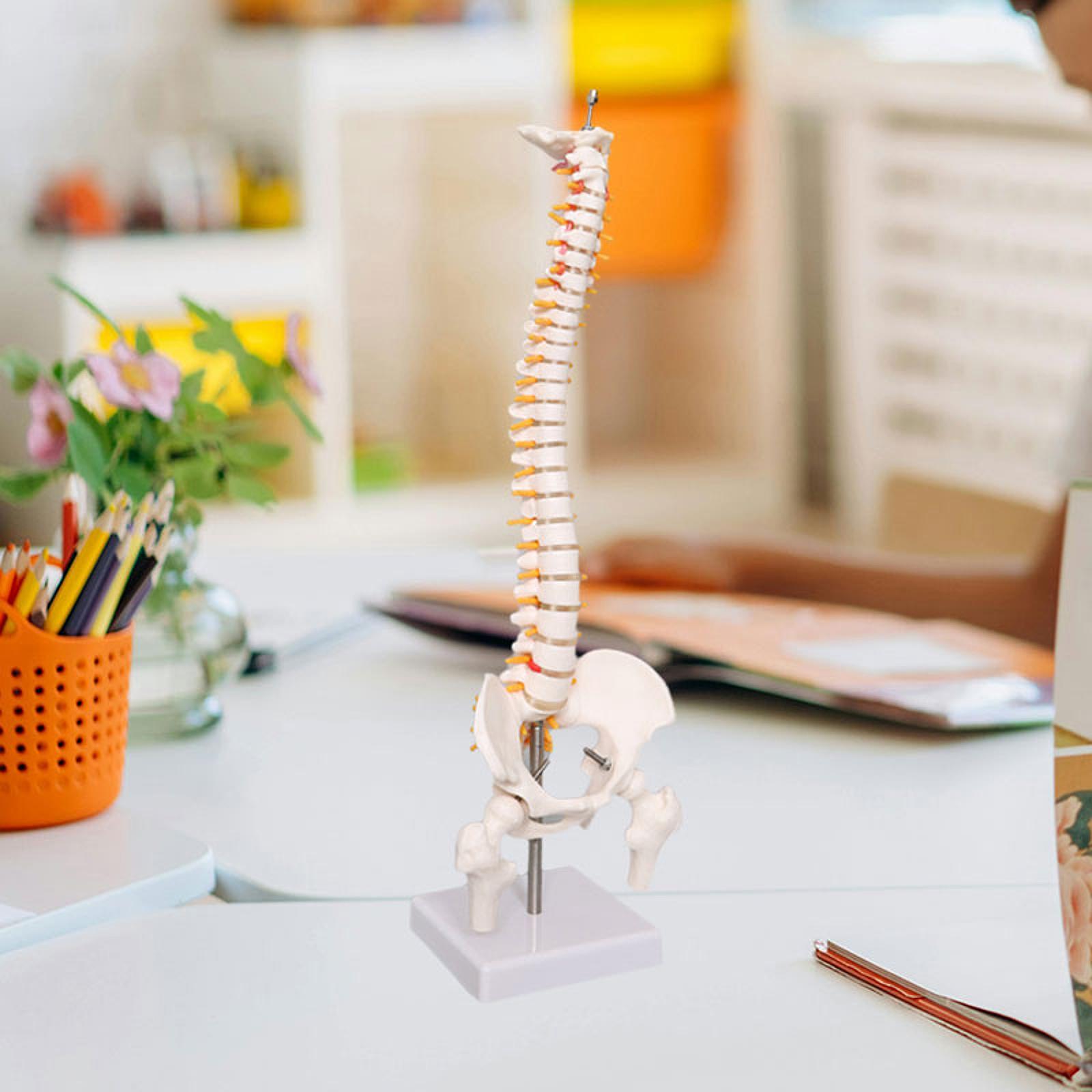 Human Spine Model 17.7inch for - огляд і ціна Medical Lab Study