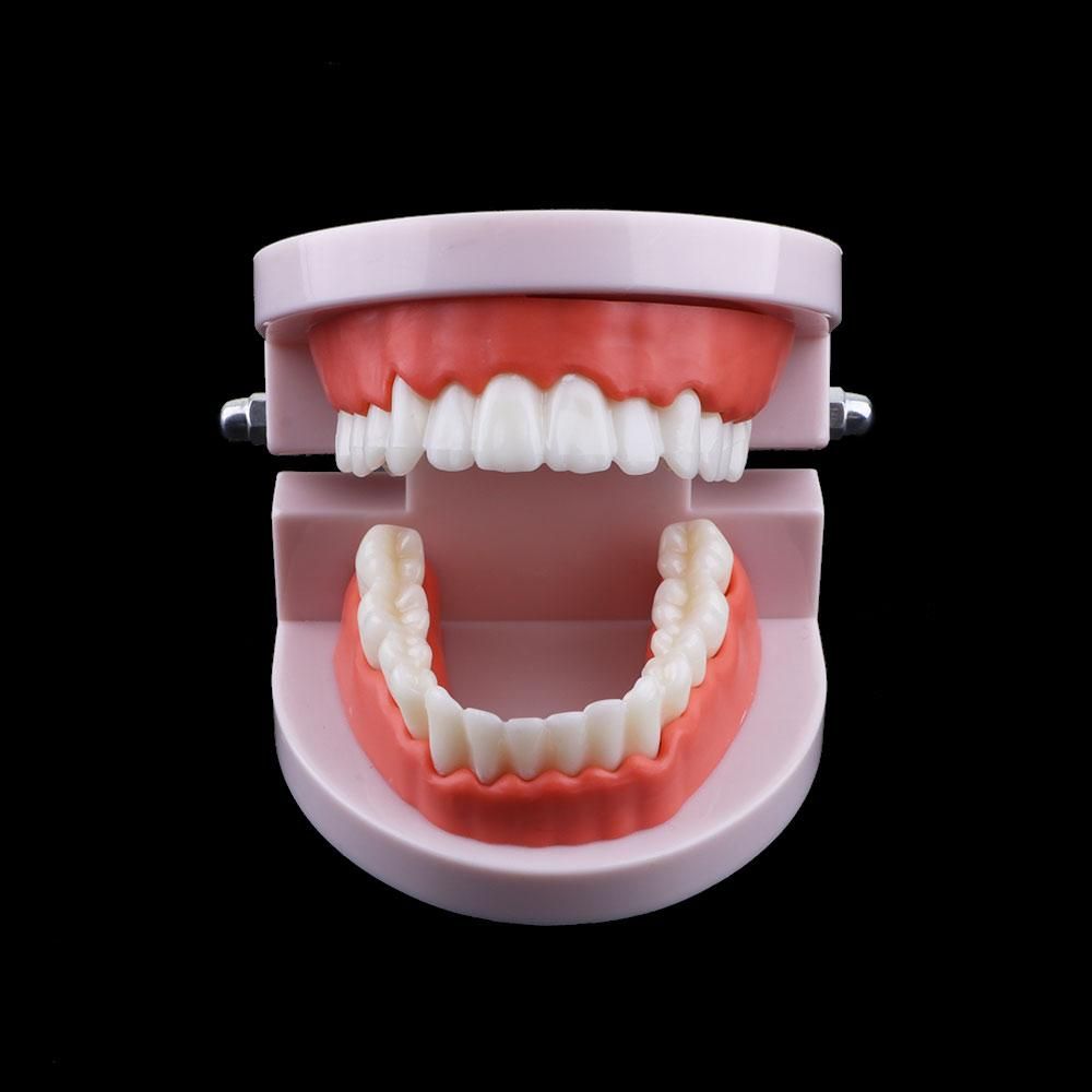 Lab Adult Oral Education Typod - огляд і ціна Medical Lab Study