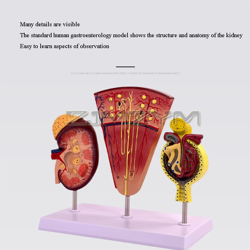 Kidney Model Structure Glomeru - огляд і ціна Medical Lab Study