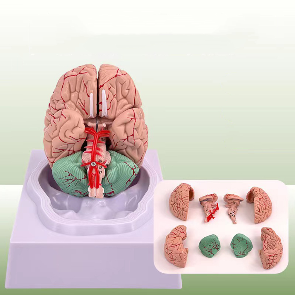 Human Life Size People Brain F - огляд і ціна Medical Lab Study